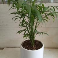 گلدان آپارتمانی شامادورا