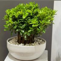 گلدان میخک هندی سایز 1