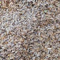 زیره سیاه آسیاب نشده