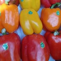 فلفل دلمه ای رنگی