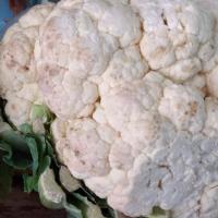 گل کلم درجه 2