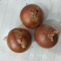پیاز زرد درشت