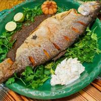 خوراک ماهی قزل آلا شکم پر