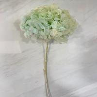 هورتانسیا مومیایی سبز