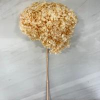 هورتانسیا مومیایی کرم