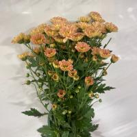 دسته گل داوودی گلبهی