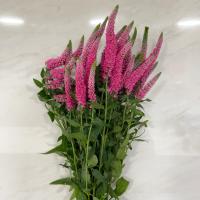 دسته گل ورونیکا صورتی