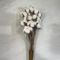 دسته گل پنبه سفید