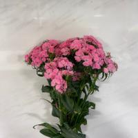 دسته گل قرنفل صورتی