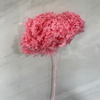 هورتانسیا مومیایی صورتی