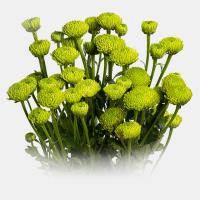 دسته گل داوودی سبز