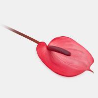 آنتوریوم صورتی