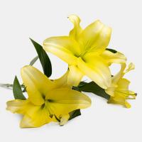 لیلیوم اورینتال زرد