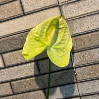 آنتوریوم نباتی