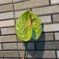 آنتوریوم سبز