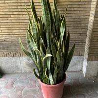 گلدان سانسوریا بزرگ