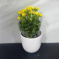 گلدان کالانکوا زرد