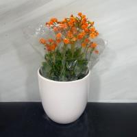 گلدان کالانکوا نارنجی