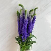 دسته گل ورونیکا بنفش