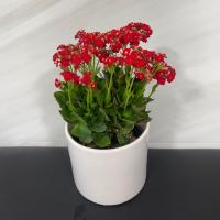 گلدان کالانکوا قرمز