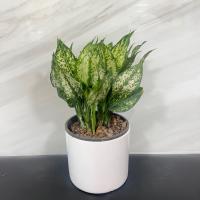 گلدان آگلونما کوچک