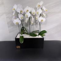 گلدان مجموعه ارکیده سفید