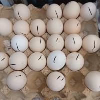 تخم مرغ محلی 2زرده