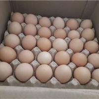 تخم مرغ محلی