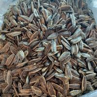 تخمه آفتابگردان