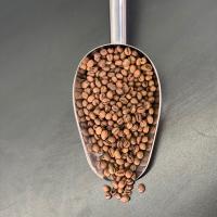 دانه قهوه هند پی بی 100 درصد روبوستا