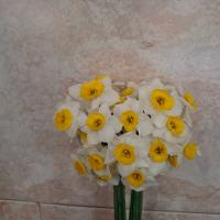 گل نرگس شیراز