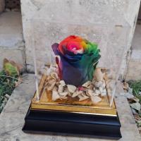 رز جاودان هفت رنگ