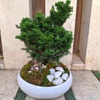 کاج نانو ۵ ساله