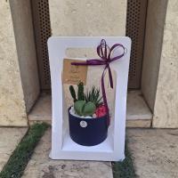 كاكتوس هديه