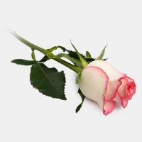 گل رز هلندی لب صورتی