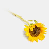 گل آفتابگردان