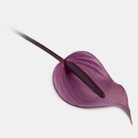 گل آنتوریوم بنفش