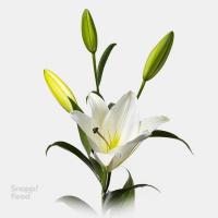 گل لیلیوم سفید