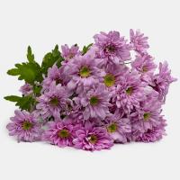 دسته گل داوودی مینیاتوری صورتی