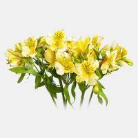 دسته گل آلسترومریا زرد