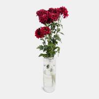 دسته گل داوودی مینیاتور زرشکی