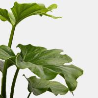 گلدان برگ انجیری