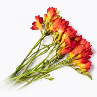 دسته گل فرزیا قرمز