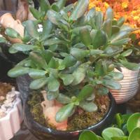 گلدان یشم متوسط