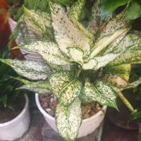 گلدان آگلونما برفی