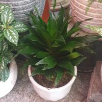 گلدان دراسنا کامپکت کوچک