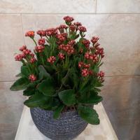 گلدان کالانکوا نارنجی