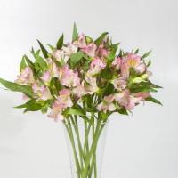 دسته گل آلسترومریا صورتی