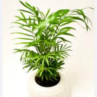 گلدان شامادورا