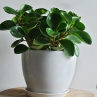 گلدان قاشقی